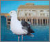 Seagull